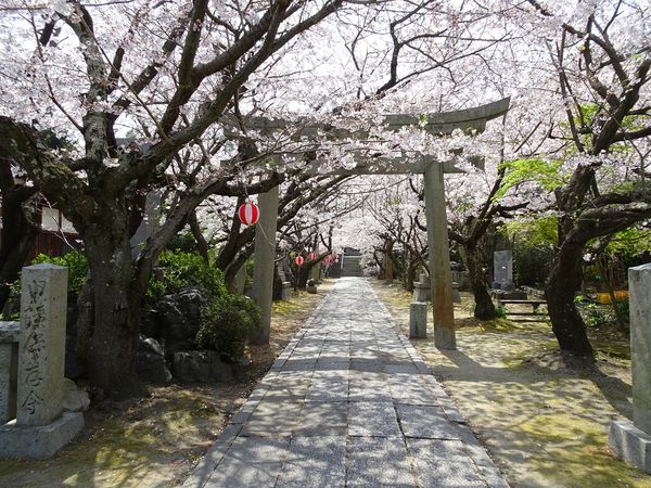 ▲▼廣島吳市天滿宮櫻花，廣島賞櫻景點，廣島櫻花。（圖／HIT廣島縣觀光聯盟提供）