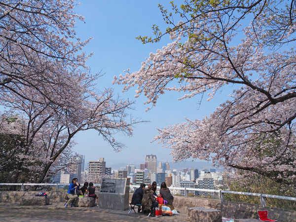 ▲▼廣島比治山公園櫻花，廣島賞櫻景點，廣島櫻花。（圖／HIT廣島縣觀光聯盟提供）