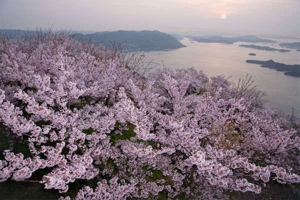 ▲▼廣島三原市竜王山櫻花。（圖／HIT廣島縣觀光聯盟提供）