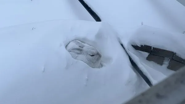 剷雪剷到兔子。（圖／翻攝自X@DeXianno45272）