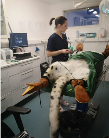 雪豹看牙醫。（圖／翻攝自IG@ahtarizoo）