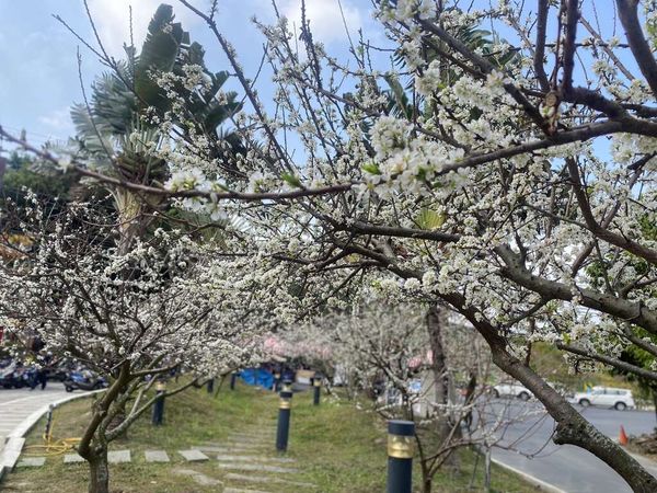 ▲▼彰化花海。（圖／參山國家風景區管理處提供）