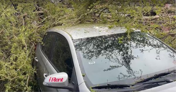 ▲嘉義市文化路郵局工地旁小葉欖仁樹倒塌。（圖／民眾提供）