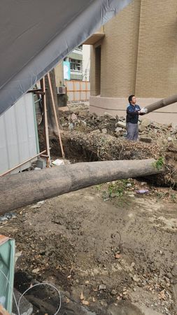 ▲嘉義市文化路郵局工地旁小葉欖仁樹倒塌。（圖／民眾提供）