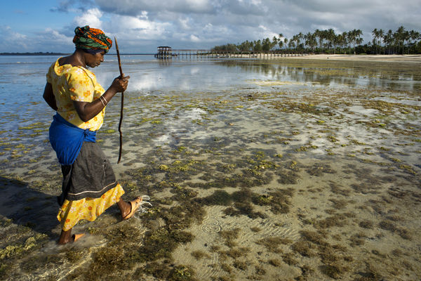 ▲▼坦尚尼亞尚吉巴群島（Zanzibar）一名婦女趁著退潮時採集海草與軟體動物。（圖／達志影像／美聯社）