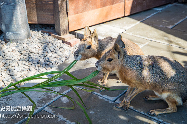 ▲▼蘭陽動植物王國　全台唯一近距離袋鼠互動餵食。（圖／部落客史努比提供）