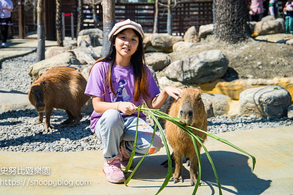 ▲▼蘭陽動植物王國　全台唯一近距離袋鼠互動餵食。（圖／部落客史努比提供）