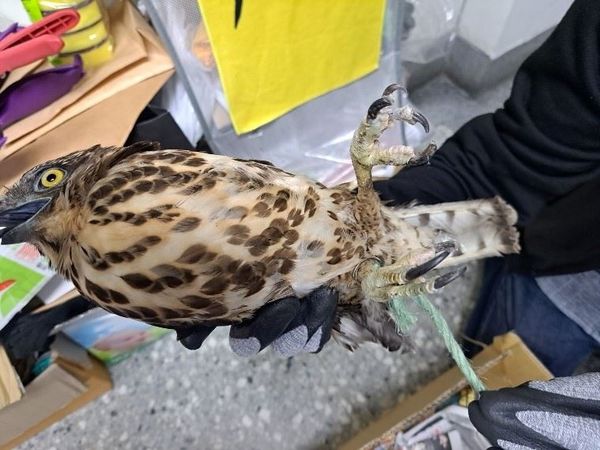 ▲▼教會廣場冒出珍貴保育類「鳳頭蒼鷹」！　腳上纏鐵圈遭人為飼養。（圖／新北市動保處提供）