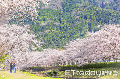 京都4處絕美櫻花隧道！千棵吉野櫻沿河提盛開　櫻吹雪時更夢幻