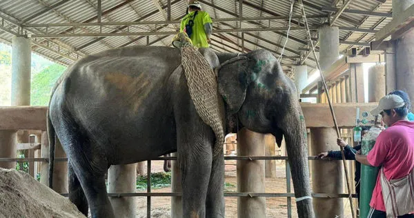 高齡87歲的大象奶奶Somboon過去80年天天受操勞。（圖／翻攝Save Elephant Foundation）