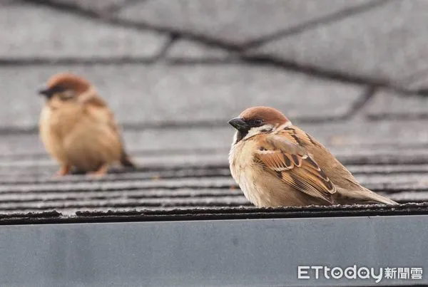 ▲生多所推動台灣鳥類地圖計畫，號召全台鳥友響應。（圖／生多所提供）