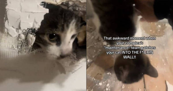 女網友指控裝修工人故意將她的愛貓封在牆壁裡。（合併圖／翻攝TikTok／＠myworld.wejustliveinit）