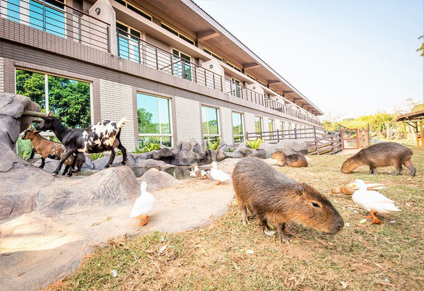 ▲關西六福莊首度祭出復活節主題的「小島巡禮」動物體驗。（圖／業者提供）