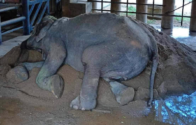 泰國「大象奶奶」替人類賣命80年　救援後秒睡：終於解脫了