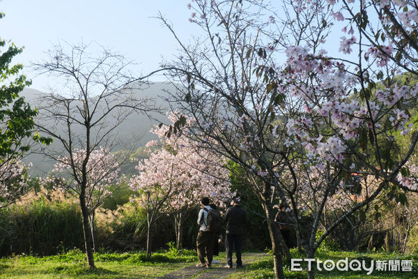 ▲陽明山吉野櫻3/12花況,湖山路陽明公園人車分道。（圖／記者彭懷玉攝）