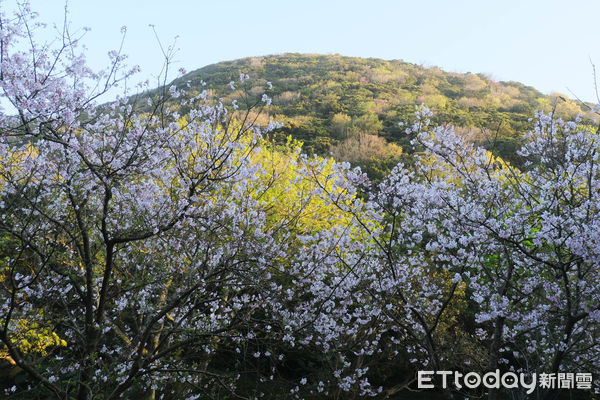 ▲陽明山吉野櫻3/12花況,湖山路陽明公園人車分道。（圖／記者彭懷玉攝）