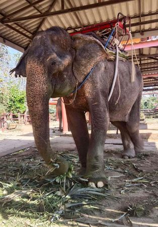 ▲▼大象奶奶「Somboon」。（圖／翻攝自Facebook＠Save Elephant Foundation）