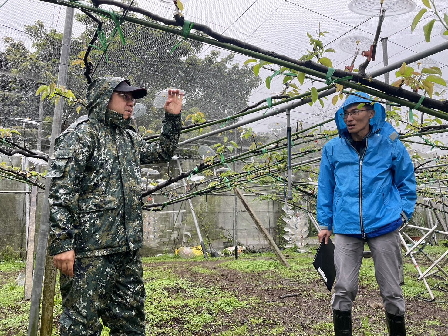 ▲3區高接梨穗農損現金救助 3／22前至新北公所申請。（圖／新北市農業局提供）