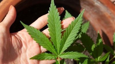 東吳大學餐廳驚見大麻交易!毒梟狂賣24次...法官重判128年