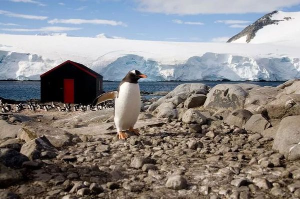 「世界最遙遠工作」徵人啦！企鵝當你的同事，月薪5-7萬在南極上班。（翻自《每日星報》）