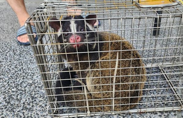 ▲▼62起野生動物誤入住家「白鼻心佔一半」　3不原則協助牠們回棲息地。（圖／新北市動保處提供）