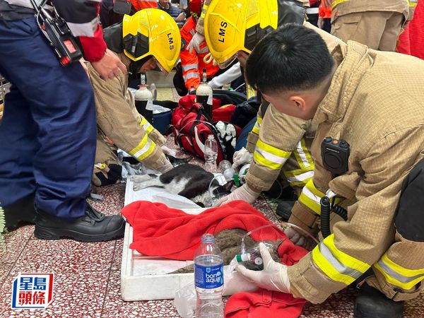 ▲▼消防員救7貓幫戴氧氣罩CPR　霸氣喊話「生命無分輕重」2萬人讚翻。（圖／翻攝自香港消防處 Hong Kong Fire Services Department）