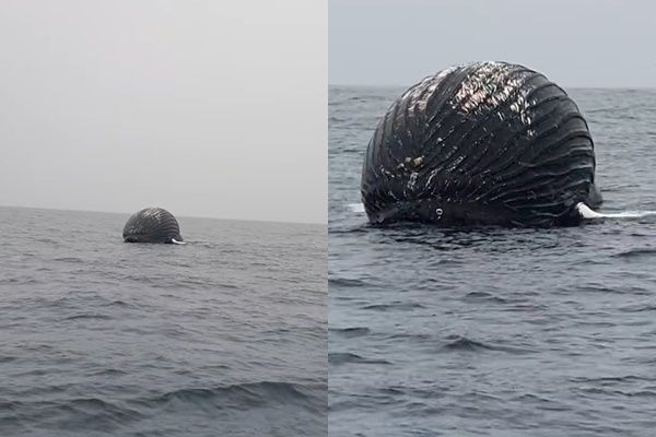 ▲▼挪威北海岸漁民在安島附近航行時，目擊有黑色巨型球體浮在海面。（圖／翻攝自Facebook）