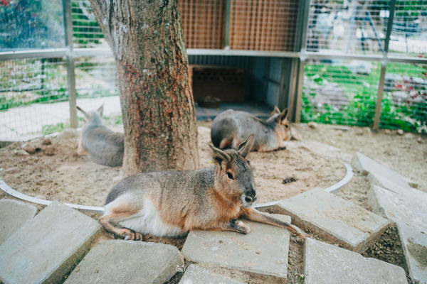 ▲▼蘇家莊園Su’s Garden南法風情             。（部落客胖貓咪提供）