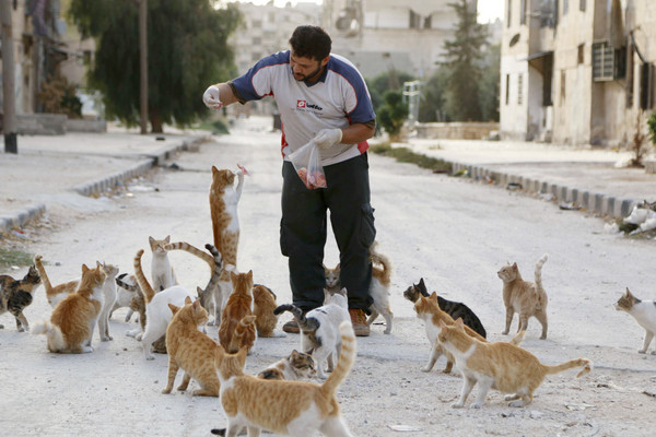 敘利亞救護車司機照顧流浪貓（圖／達志影像）