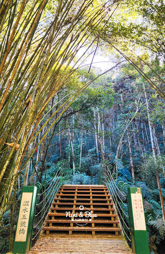 ▲▼澀水森林步道 闖入侏儸紀公園的森林步道。（圖／部落客NINI AND BLUE提供）