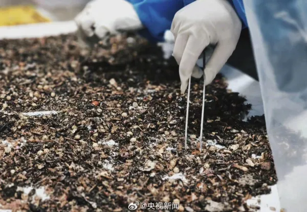 ▲▼廈門海關在入境船舶截取2萬餘隻活蟑螂。（圖／翻攝自微博）