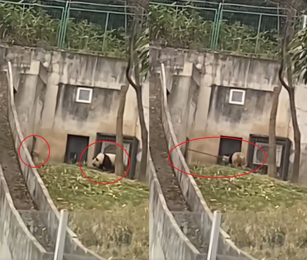 ▲秦嶺大熊貓研究中心竟有工作人員攻擊貓熊。（圖／翻攝微博）