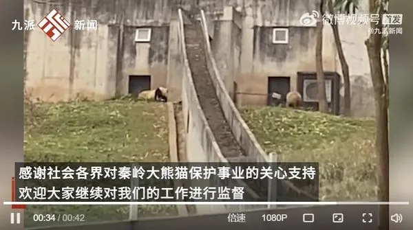 中國飼育員用鐵鏟打貓熊。（圖／翻攝自微博／九派新聞）