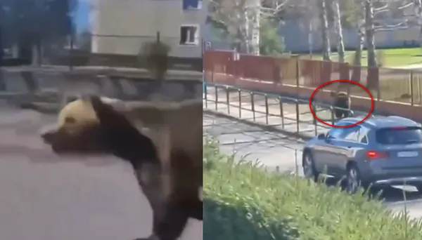 大熊闖進小鎮「街頭四處追殺路人」　恐怖攻擊1女死亡5人受傷。（圖／翻攝自X）