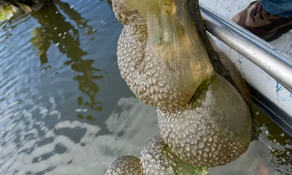 水庫中拖出「一串串果凍狀外星蛋」　詭異外型網嚇：什麼怪東西。（圖／翻攝自Facebook／Oklahoma Department of Wildlife Conservation）