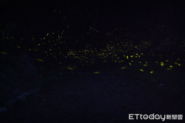 ▲奧萬大漫天飛舞的螢光。（圖／資料照片，林業保育屬南投分署提供）