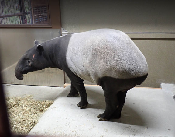 ▲▼馬來貘「貘豆」平安抵達日本名古屋東山動植物園 期待與「櫻花貘」譜戀曲。（圖／台北市立動物園）