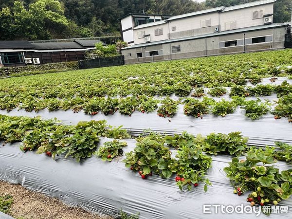 ▲草莓高架栽培可防病蟲害、增加產量。（圖／記者楊惠琪攝）