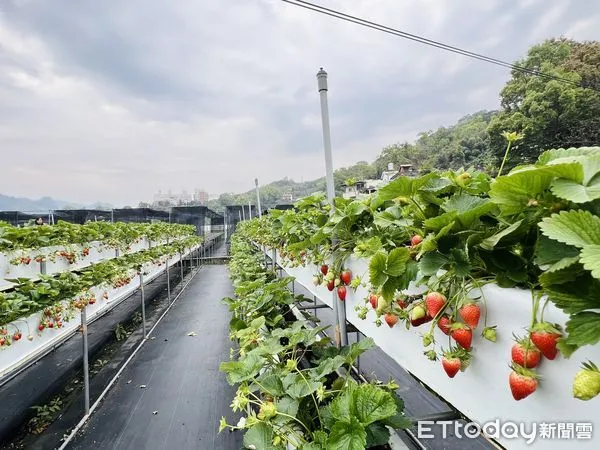 ▲草莓高架栽培可防病蟲害、增加產量。（圖／記者楊惠琪攝）