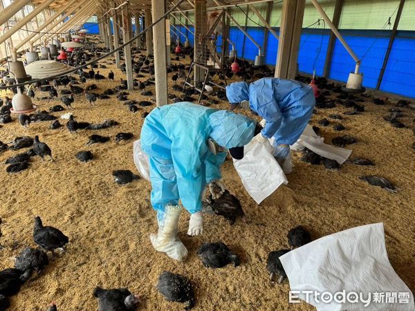 ▲虎尾鎮土雞場確診H5N1亞型高病原性禽流感，撲殺1.1萬隻黑羽土雞。（圖／記者蔡佩旻翻攝）
