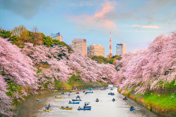 ▲▼首爾樂天塔，東京上野櫻花。（圖／易遊網提供）