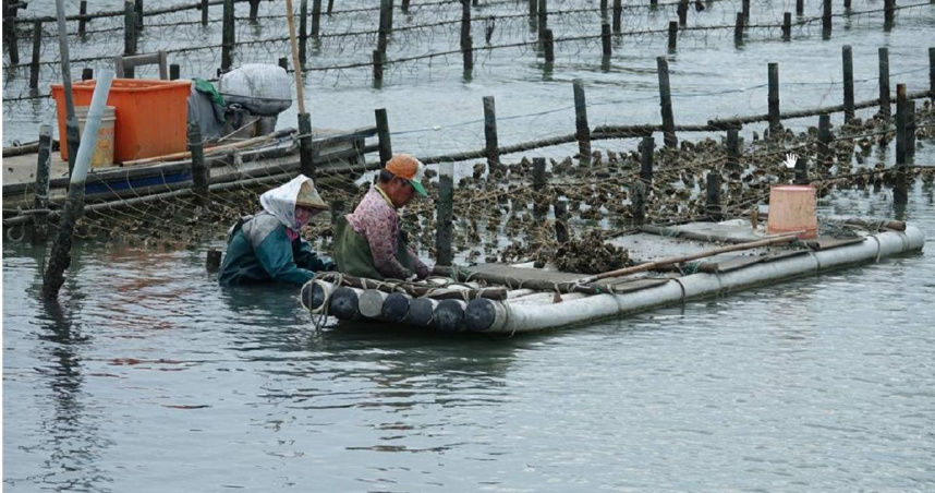 台南沿海養殖蚵大量「爆殼」死亡損失4億　專家22日赴現場勘查原因