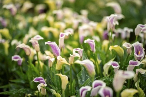 ▲桃園彩色海芋節進階為「溪海花卉農遊趣」，首波春季展將從3月30日起至4月7日在大園溪海休閒農業區登場。（示意圖／桃園市農業局提供）