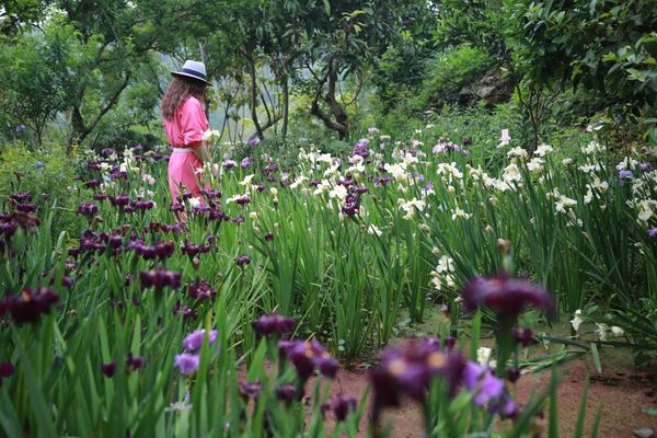 ▲▼卓也小屋鳶尾花。（圖／卓也小屋提供）