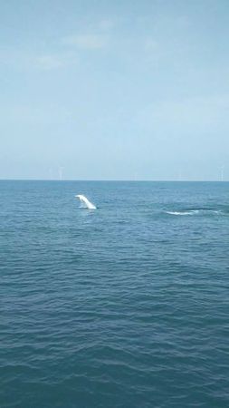 ▲▼沿海出現白海豚身影。（圖／海委會提供）