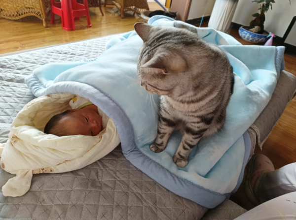 貓咪第一次見到寶寶。（圖／翻攝自小紅書@三歲小豬包）