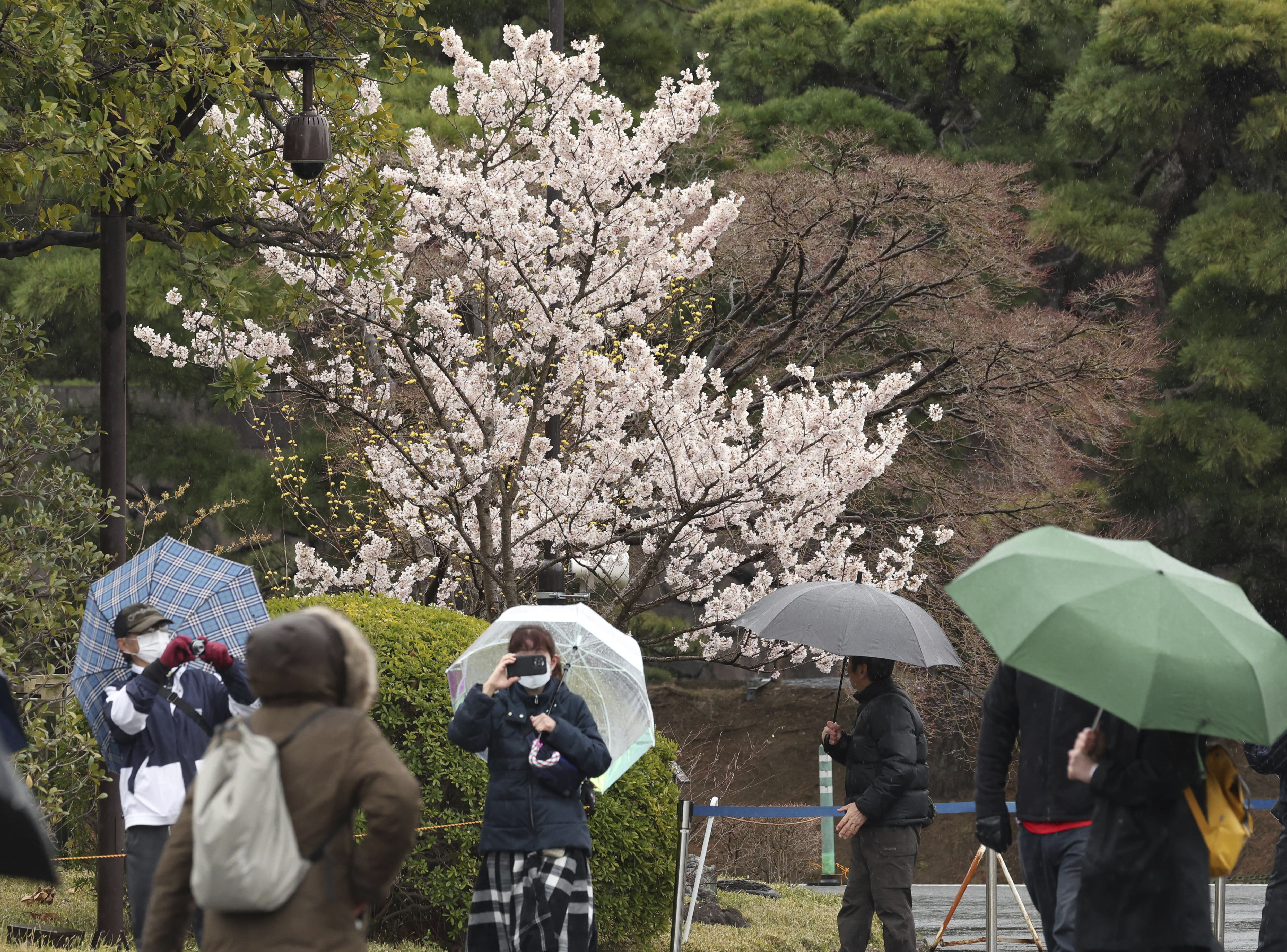 ▲▼日本皇居開放民眾前往乾通賞櫻。（圖／達志影像／美聯社）