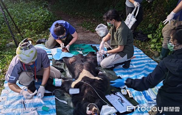 ▲救援團隊遠距離觀察受困的台灣黑熊。（圖／花蓮分署提供，下同）