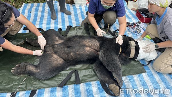 ▲救援團隊遠距離觀察受困的台灣黑熊。（圖／花蓮分署提供，下同）