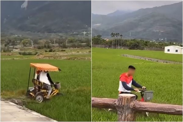 ▲▼台東關山遊客騎自行車輾壓水稻田。（圖／翻攝台東社群平台）